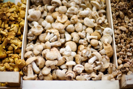 Dried mushrooms - natural vegetarian healthy foodの写真素材