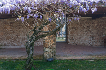 Tree of Wisteria in the garden of a farm in the South of Italyの写真素材