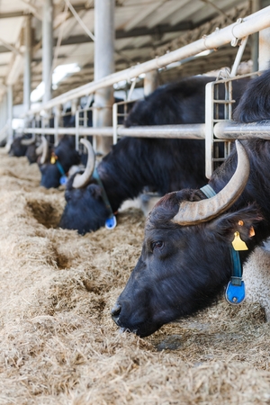The buffalos in a farm in Italy that produces mozarellaの写真素材