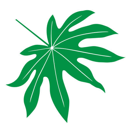 Tropical leaf vector illustration on white backgroundのイラスト素材
