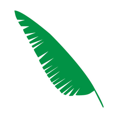 Tropical leaf vector illustration on white backgroundのイラスト素材
