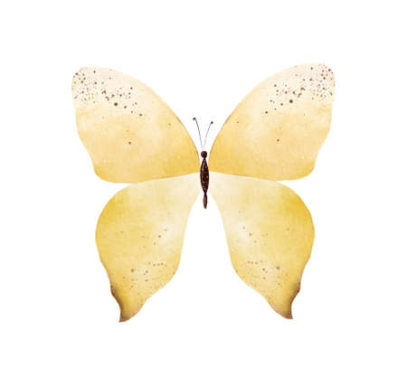 Hand painted yellow watercolor butterfly clipart on white backgroundの写真素材