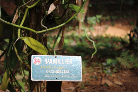 orchid, vanilla givingの写真素材