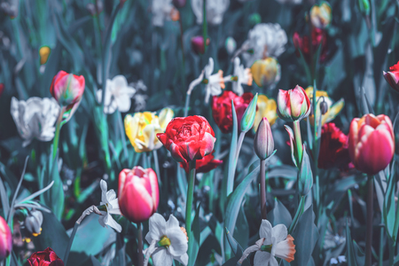 Colorful tulips on a field in springtime with copy space.の写真素材