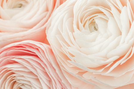Pink colored feminine peony, rose or buttercup flower with delicate layered petals close up. Natural...