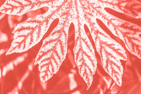 Trendy living coral color fig palm fatsia with lobed textured leaves macro for background