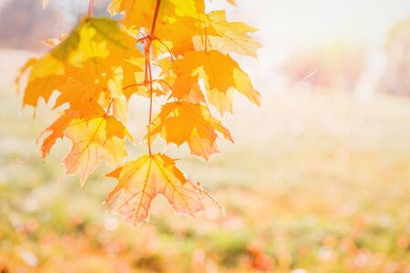 tender red orange transparent autumn maple leaves glowing at sunset. light flare tree with blurred background. Copy space golden fogliage seasonal backdropの写真素材