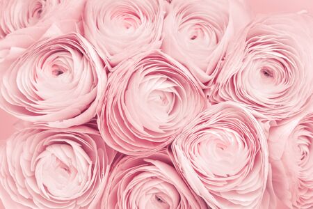 Pink colored feminine peony, rose or buttercup flowers with delicate layered petals close up....