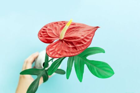 One red flamingo flower. Hand holding the vase, Pigtail Anthurium, flamingo flower heart shaped on...