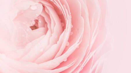Tender pink colored feminine peony, rose or buttercup flower with delicate layered petals macro close up full frame. Natural textured backgroundの写真素材
