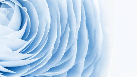 Shades of blue colored feminine peony, rose or buttercup flower with delicate layered petals close up. Natural textured monochromatic spring or summer background for Mothers, Valentines or womens Dayの写真素材