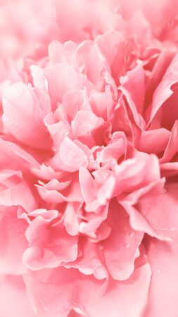 Tender pink flower. closeup peony petals soft texture long banner with copy space. Happy birthday Mothers Valentines Day card or spring summer designの写真素材