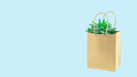 Cactus or succulent in an eco paper bag on blue. Environment friendly mock up. Florist sale or shopping. Greenery with copy space bannerの写真素材