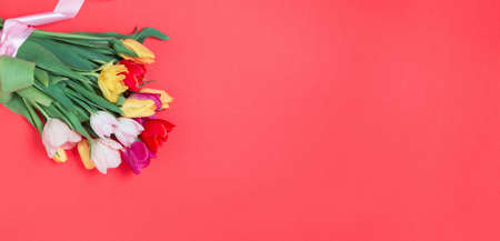 bouquet of fresh red pink yellow tulips on red. copy space, Birthday gift. Valentines 8 March Women's or Teachers Mothers Day celebration greeting card or minimal bannerの写真素材