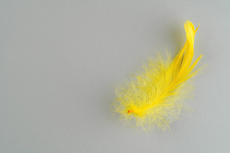 Yellow feather on gray background with copy space. Illuminating colorの写真素材