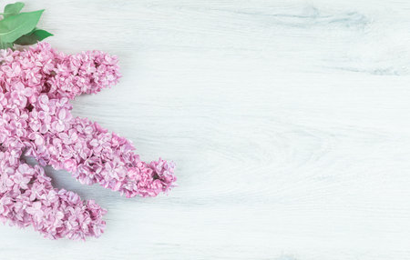 Lilac flowers branch closeup on tender violet background. Spring flowers for birthday Mothers or...