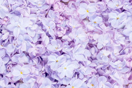 Lilac flowers closeup on tender violet background. Full frame. Spring flowers for birthday Mothers or Womens Day greeting card. Copy space. Wedding borderの写真素材