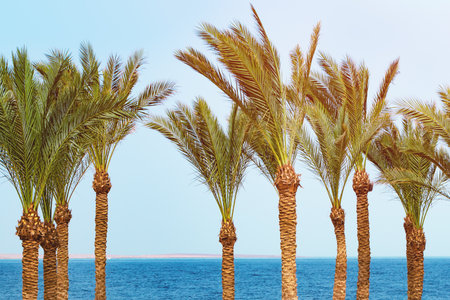beautiful tropical beach with a row of palm trees and blue sea ocean water. Travel destination scenic.の写真素材