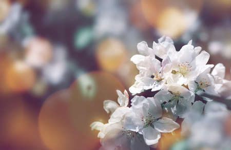 Spring or summer festive blooming with white flowers fruit tree branches against colorful floral...