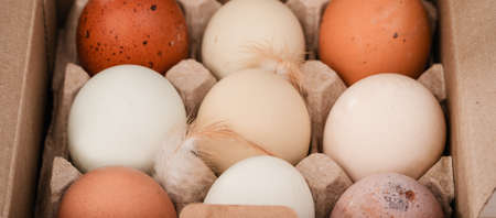 several organic assorted chicken eggs with a feather in a box from above. Different colors of eggshell.の写真素材