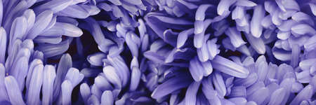 Violet aster flower closeup chrysanthemum type. Rich petals veri purple flower head full frame background banner. In bloom peri colorの写真素材
