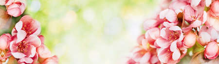 Spring banner, branches of blossoming cherry againstの写真素材