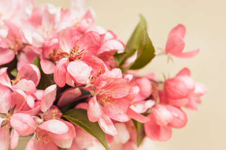 Pink spring flowers closeup in yellow tones