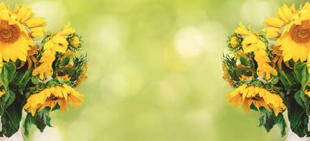 Sunflowers bouquet in a floral arrangement on sunny backgroundの写真素材