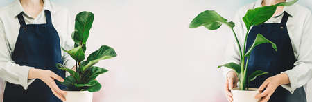 Womans hands holding a pot. Planting a strelitzia, the florist at workの写真素材