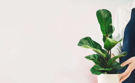 Womans hands holding a pot. Planting a ficus, the florist at workの写真素材