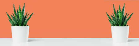 One aloe succulent in white pot on sunlit bright orange background. Environment friendly summer or spring time minimal design concept with copy spaceの写真素材