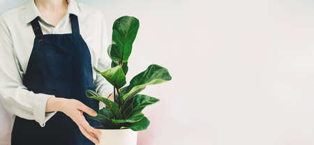 Woman at home garden with plants in plantain. Womans hands holding a pot. Planting a ficus, the florist at work. Small business bannerの写真素材