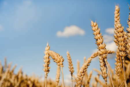 Triticale grain on sunlit golden field with blue sky. Summer or autumn grain crop season. Harvest...