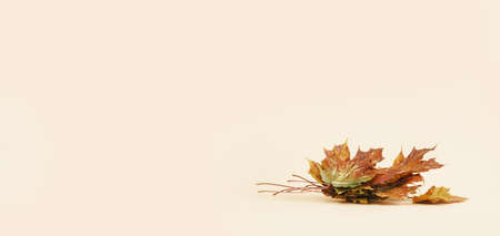 Bunch of red maple leaves. Fall autumn minimal background. Copy space golden foliage seasonal...