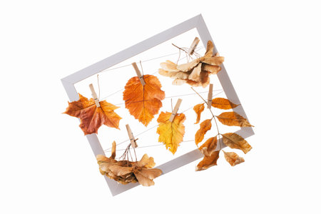 Autumn fall composition with assorted tree leaves. maple leaf and other leaves and in a notice board...