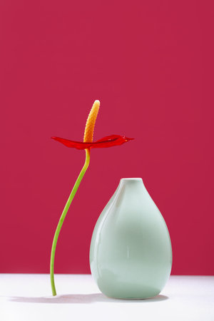 Anturium flower near a tiny green vase on table. Vivid magenta background with copy space. Blooming flowers. Greeting card. Border bannerの写真素材