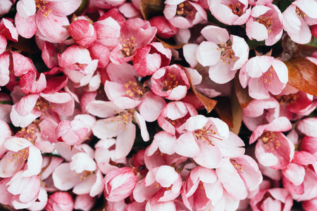 Spring blossom, branches of magenta blossoming red cherry full frame. Pink sakura viva flowers, copy space border banner.の写真素材