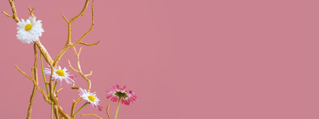 Daisy spring flowers on golden branches on pink red background with copy space. Blooming flowers. Greeting card. Border bannerの写真素材