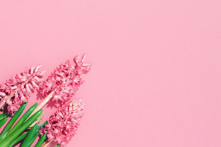 Three Pink hyacinth spring flowers in corner on pink red background. Flowerheads in bloom. Top view. Mothers Day birthday Easter or holiday sale. Thank you bannerの写真素材