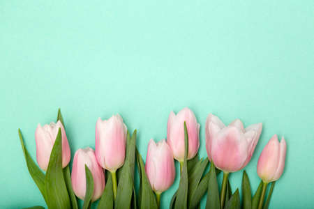 Spring cozy composition. Pink tulips on green pastel background, sptingtime background copy space