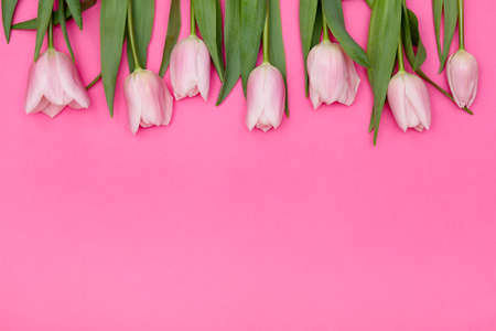Flowers border on pink background copy space, pink pastel tulips, spring easter backgroundの写真素材