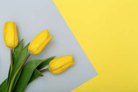 Easter bright background with flowers yellow gray, yellow tulips border on gray copy space for your textの写真素材