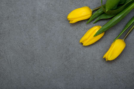 Yellow tulips on gray background copy space. Spring, easter concept. Flat lay, top view, copy space....