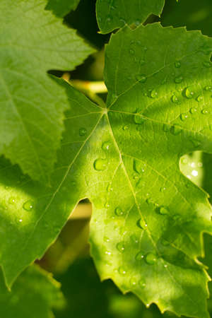 Beautiful green grapes leaves with dew drops in summer sunny day, close upの写真素材