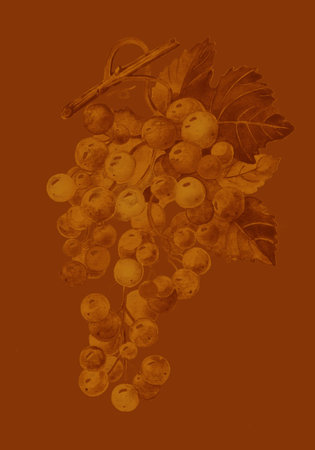 Bunch of gold grapesの写真素材