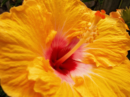 beautiful tropical yellow hibiscus flower in full bloom