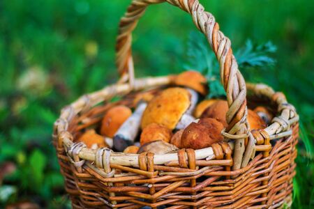 wicker basket with mushrooms in green grass, autumn, nature, dry leaves, beautiful natural backgroundの写真素材