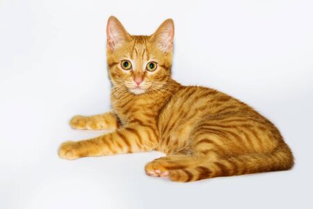 a handsome, cute, red, a small kitten lies on a white backdrop of c large eyesの写真素材