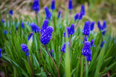 lots of little blue flowers close-up, beautiful natural backgroundの写真素材