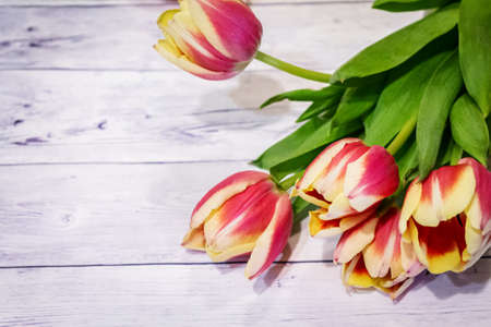 Tulips on a wooden surface. Beautiful festive, natural background.の写真素材
